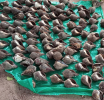 A suspect apprehended with 132 chank shells in Jaffna