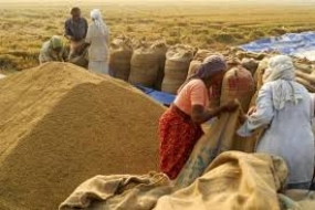 Purchase of paddy during the Yala season - 2015