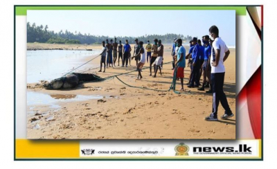 Crocodile captured in Gintota handed over to Wildlife Department