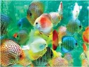 Sri Lanka to promote ornamental fish industry at village level