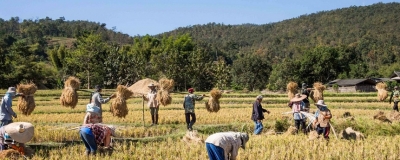 Govt. expected to buy 3 mn. tonnes of Maha paddy harvest