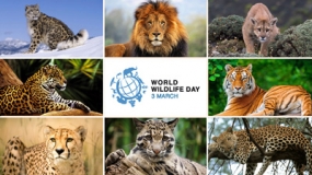 World Wildlife Day today