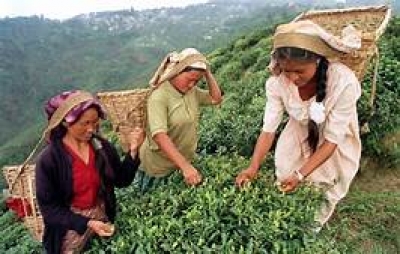 January tea exports up by 13% while production declines